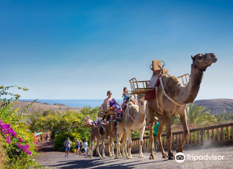 Oasis Wildlife Fuerteventura