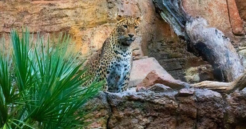 Bioparc Fuengirola