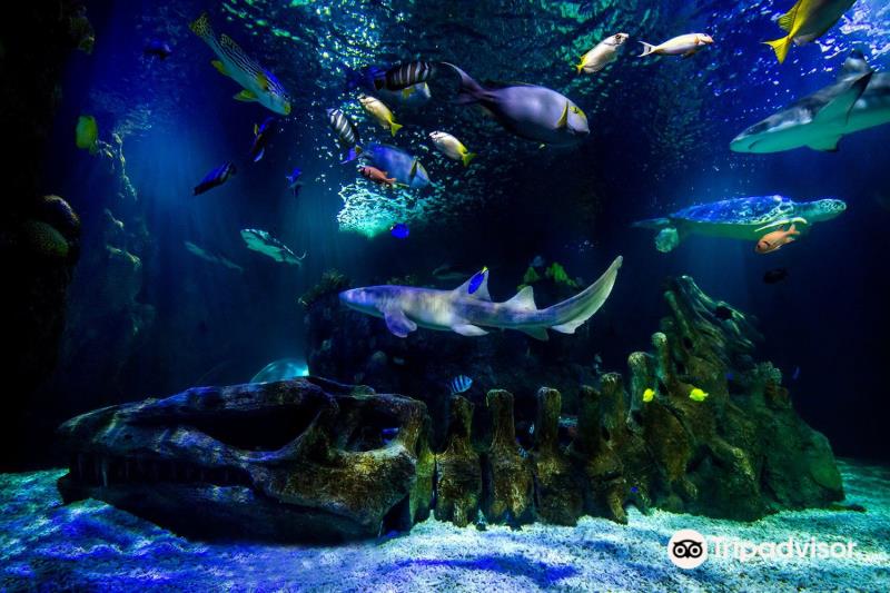 SEA LIFE Benalmadena