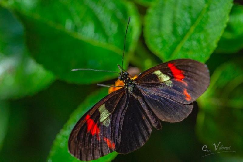 Butterfly Park Empuriabrava