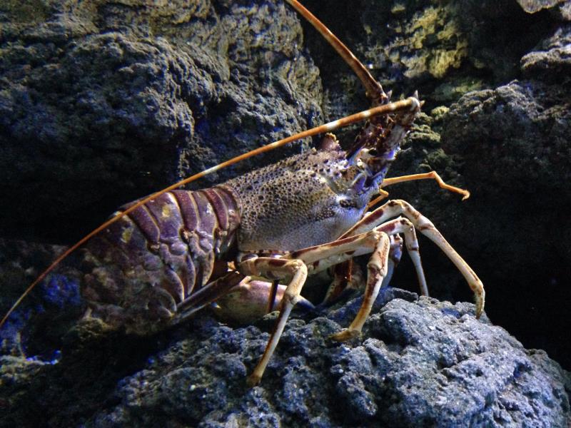 Acuario de Gijon