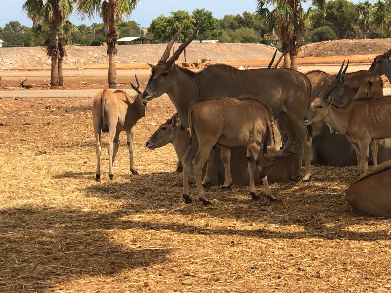Safari Zoo