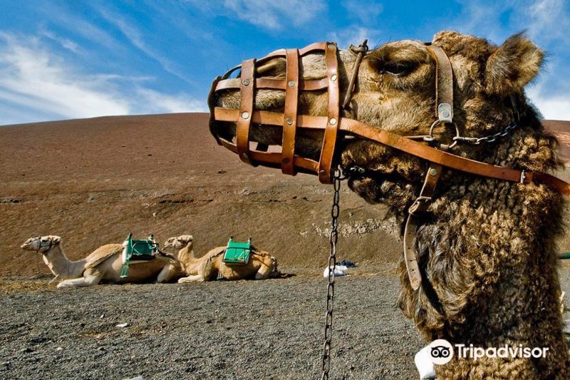 Camel Ride