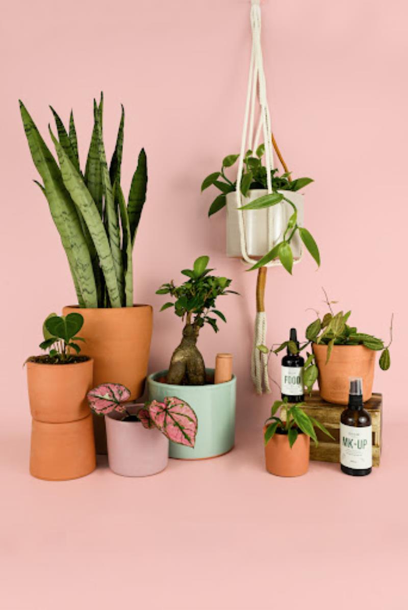 Pur Plant - Garden center - Online Plants