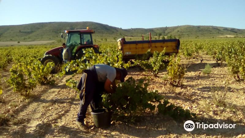 Bodega Las Virtudes