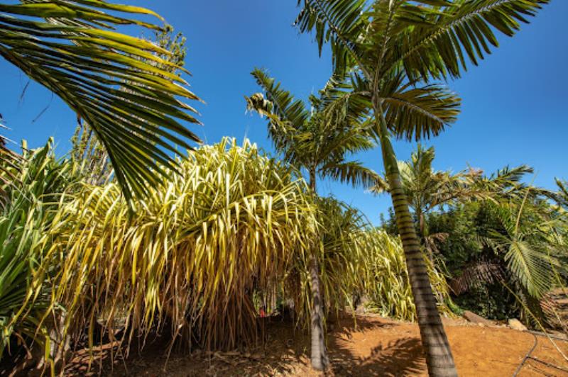 Palmetum