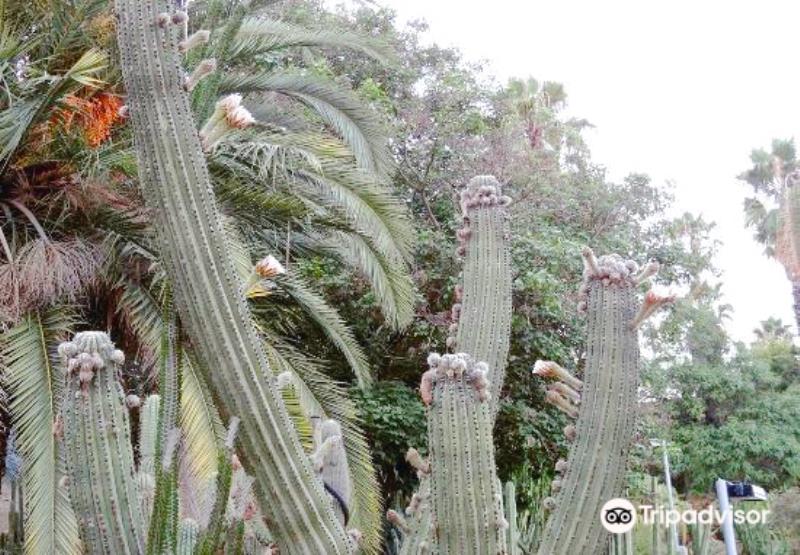Mossen Costa i Llobera Gardens