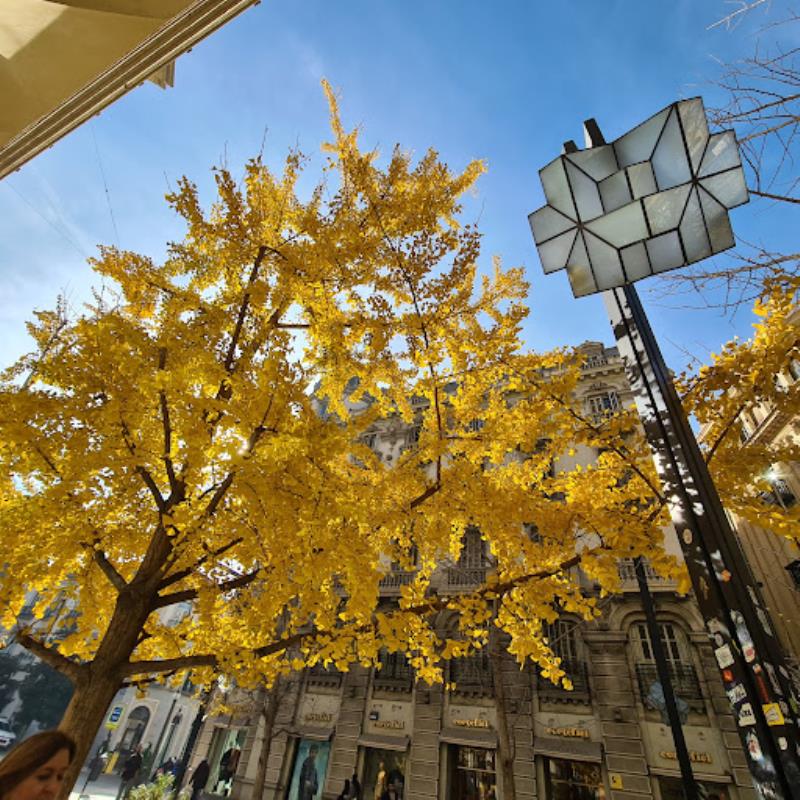 C. Gran Vía de Colón