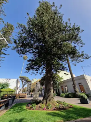 Square of the Supreme Council of the Canaries