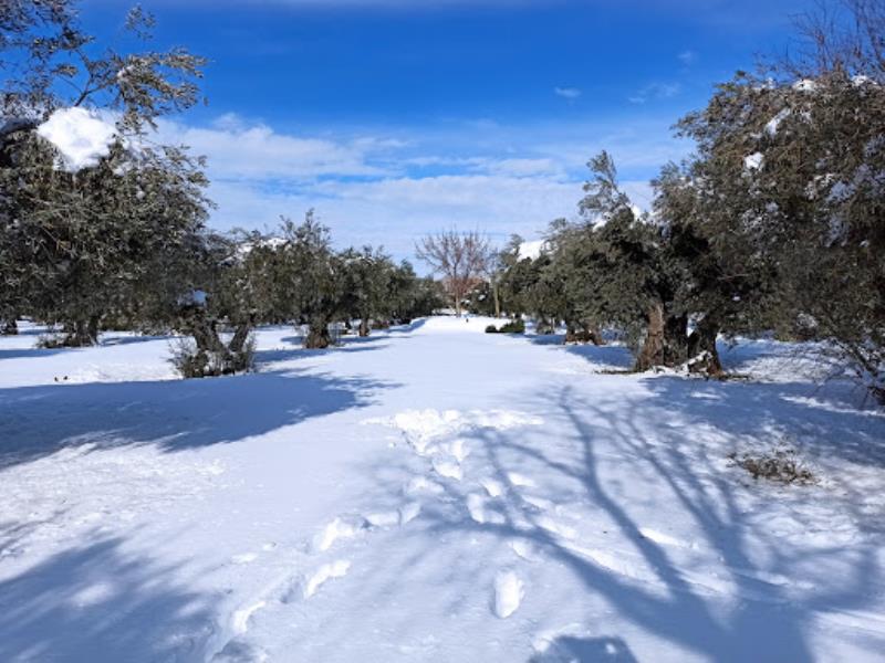 Olivar Park
