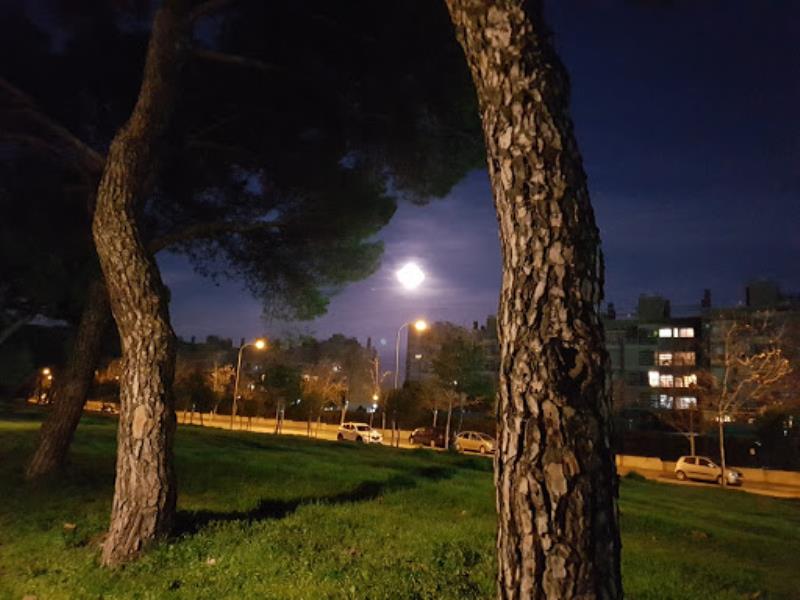 Pine forest of San José