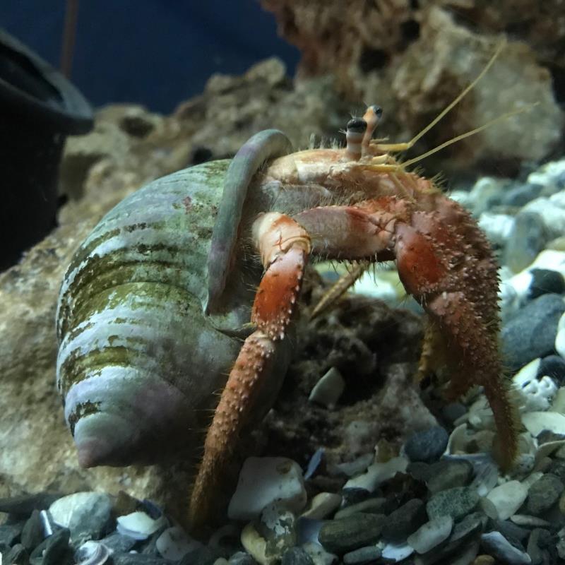 Aquarium Almunecar