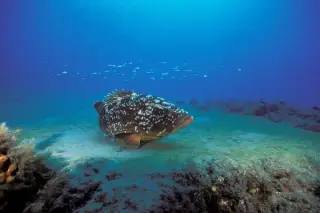 Aquatis Diving Center