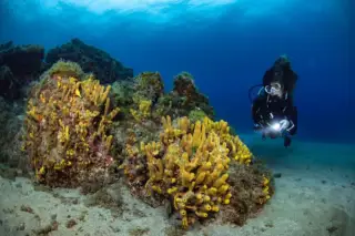 Manta Diving Lanzarote