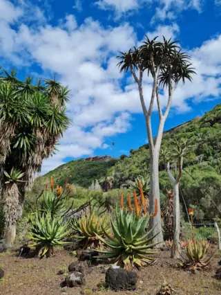 Jardin Canario Visitas