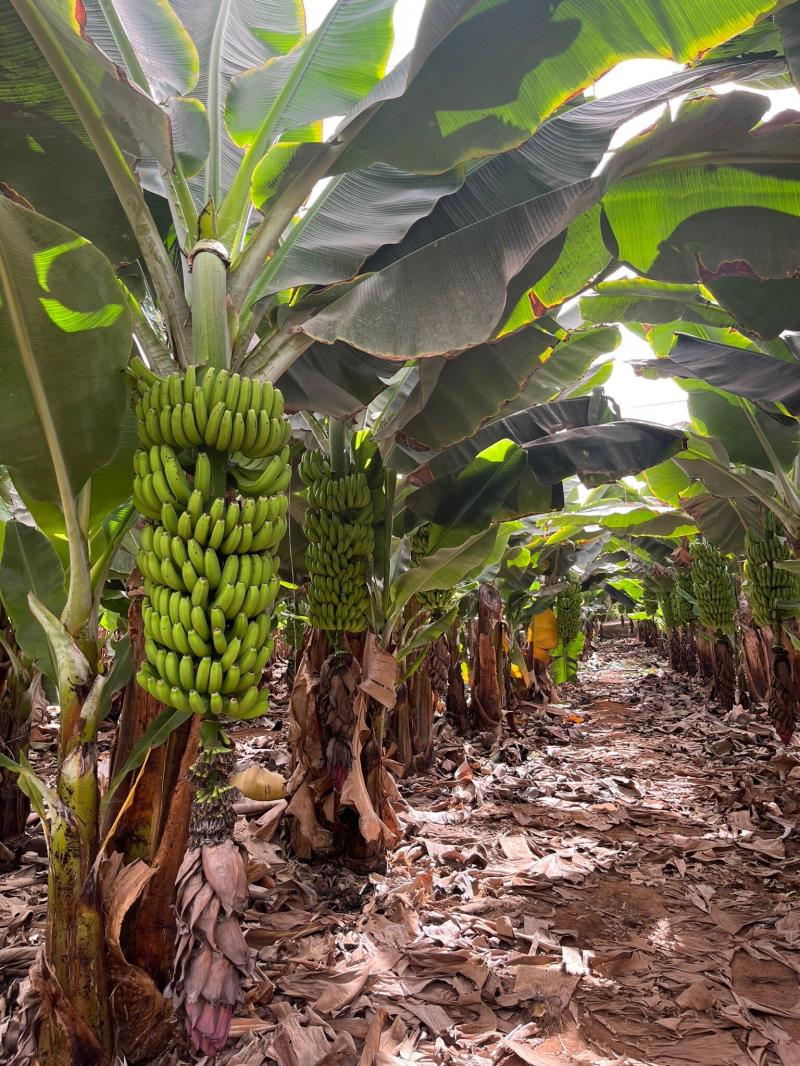 Finca Las Margaritas Banana Experience
