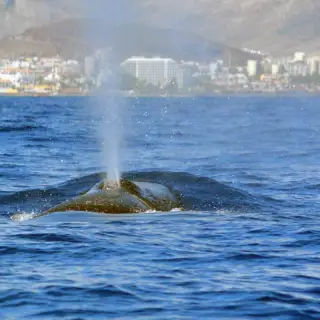 Whale Watch Tenerife
