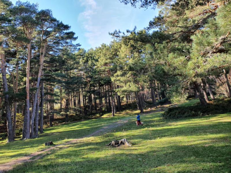 Dehesas de Cercedilla