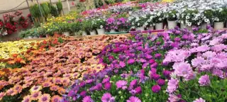 Vivero Rohig