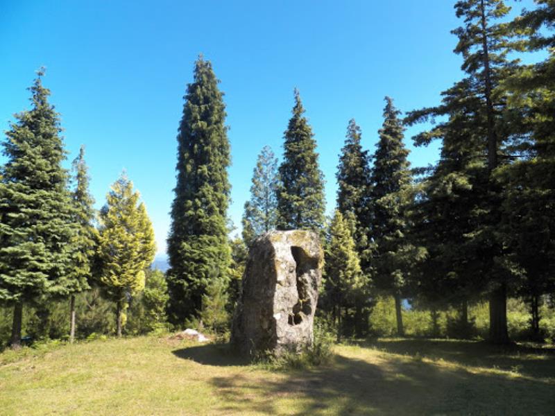 Bosque de Colón - Sequoias Poio