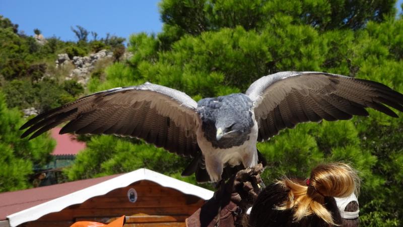 Garden Of Eagles