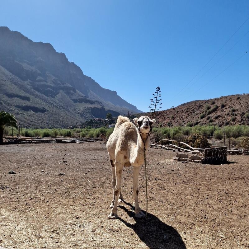 Camel Safari Park La Baranda