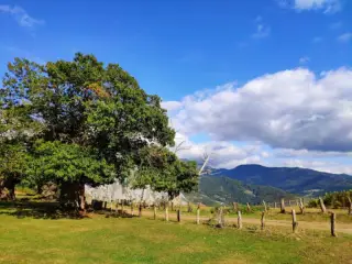 Castaños Milenarios