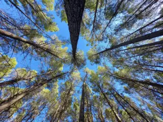 Camping Fuente de La Pascuala