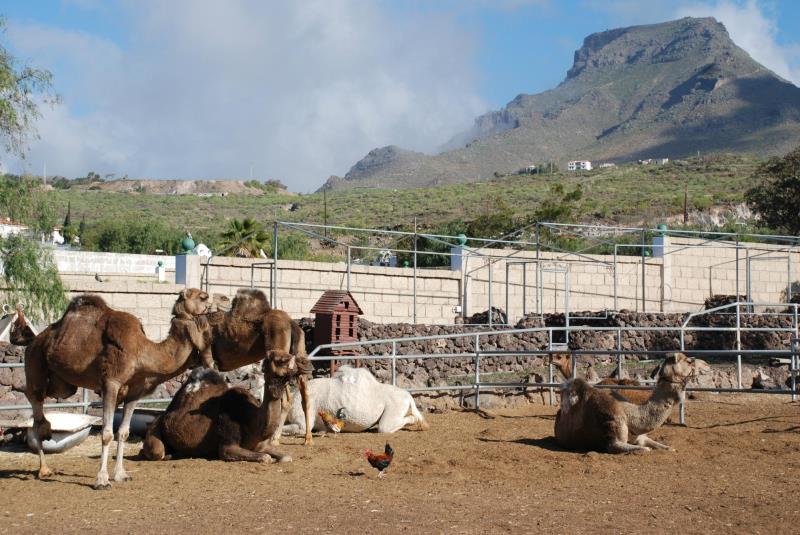 Camel Park