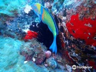 BIG FISH Dive Center Tenerife
