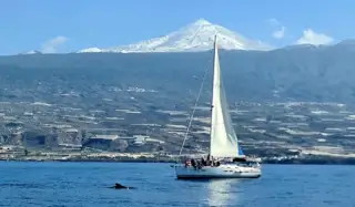 Whale Wise Eco Tours / WeWhale Tenerife