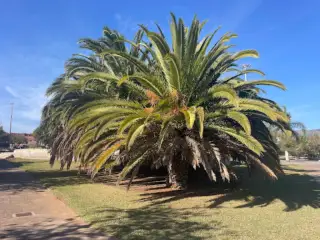 Parque de Ofra (José Segura Clavell)