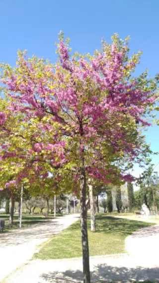 Parque de Palestina