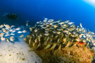 Centro de Buceo Margullar Diving
