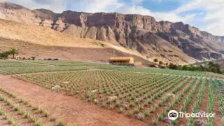 Finca Canarias Aloe Vera