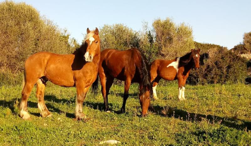 Menorca a Cavall (obert tot l'any) Recorregut per camins privats i camins de cavalls.