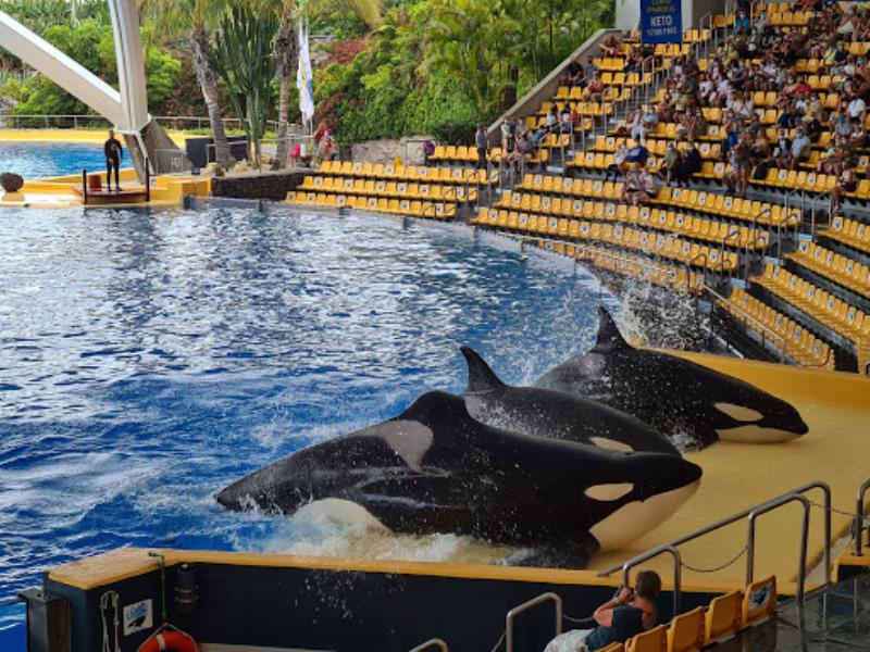 Orca Ocean
