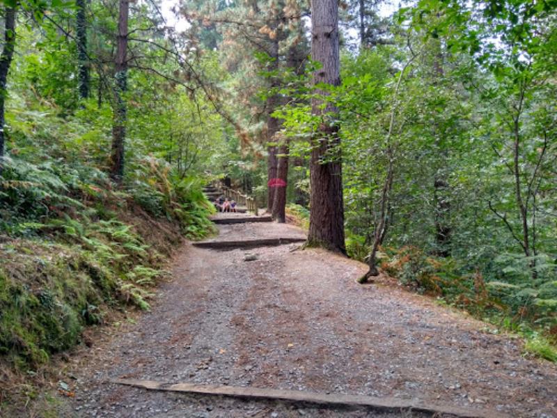 Nuevo Bosque De Oma