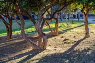 Jardines de la Taifa de Saraqusta
