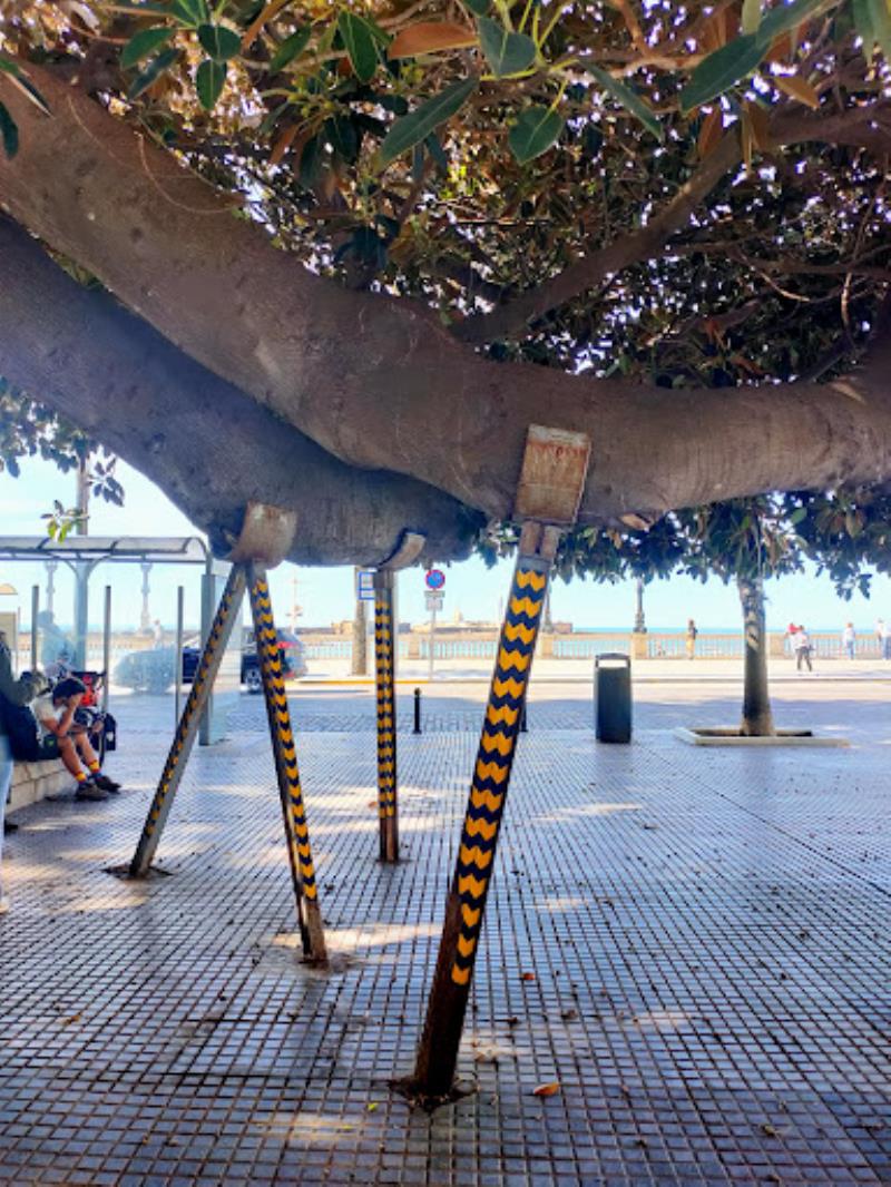 Ficus Trees