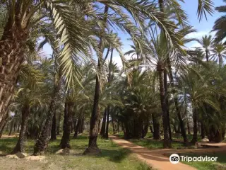 Palmeral de Santiago y Zaraiche