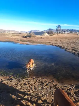 Playa para Perros