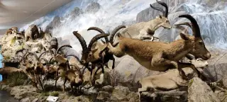 Museo de la Fauna Salvaje