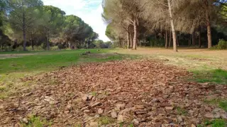 El Pinar del Rey