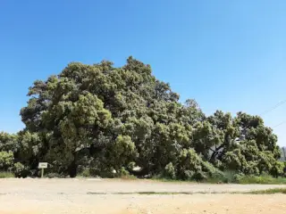 Carrasca de Culla