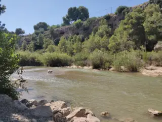Pinar Mare de Déu de Gràcia